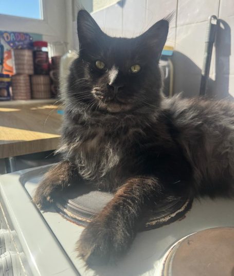 Daddy to the kittens (Atlas of BlueBullzMaineCoons)